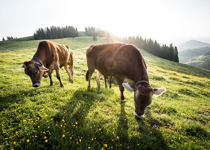 Wanderurlaub Tirol Österreich Angebote